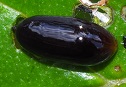 Nymph of weevil (top view) photo